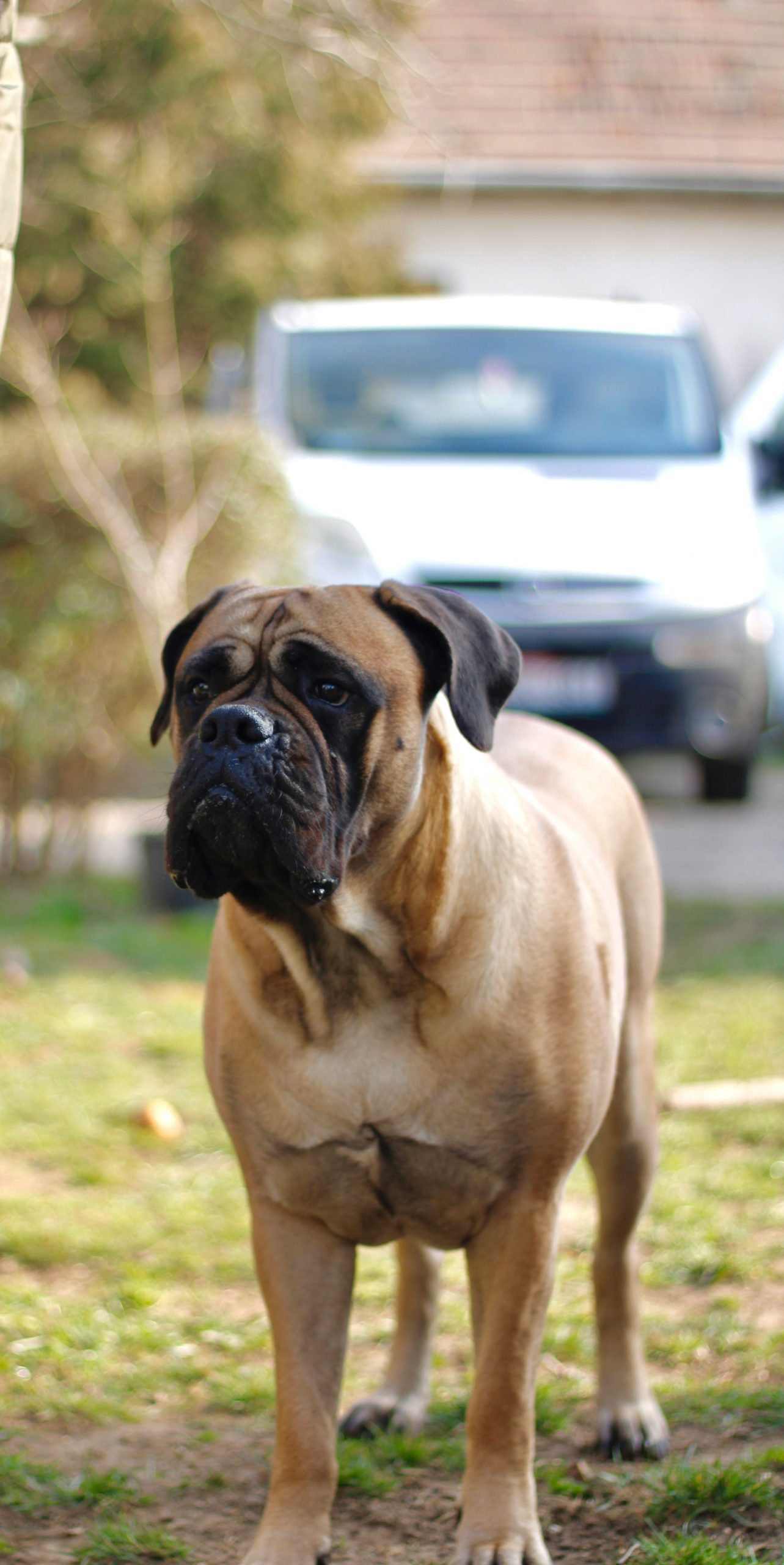 Bullmastiff: eigenschappen, opvoeding en verzorging, image size:1283x2560