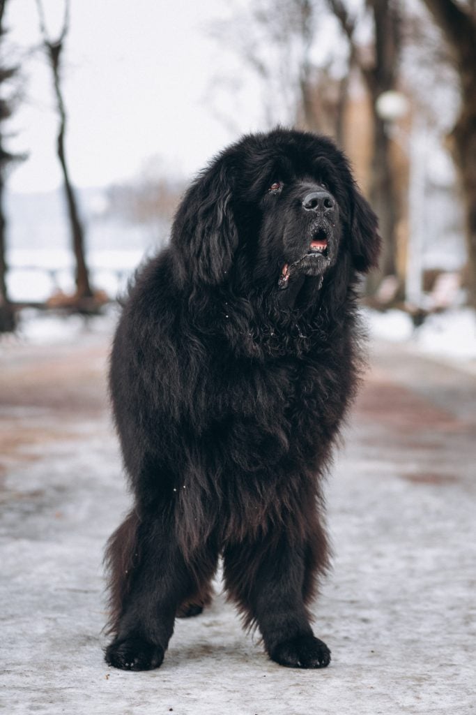 Cão da Serra da Estrela