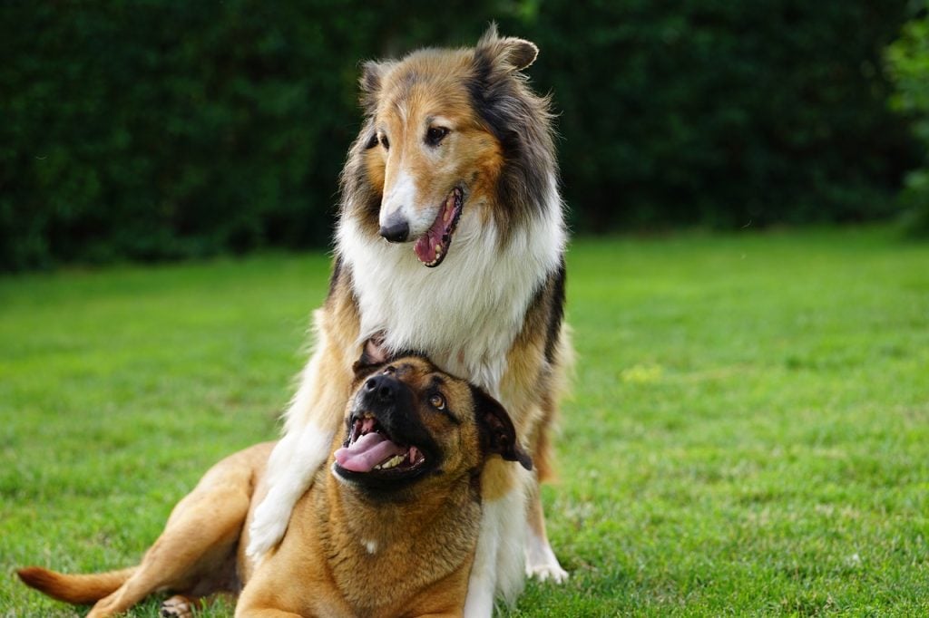 Wat doet een hond