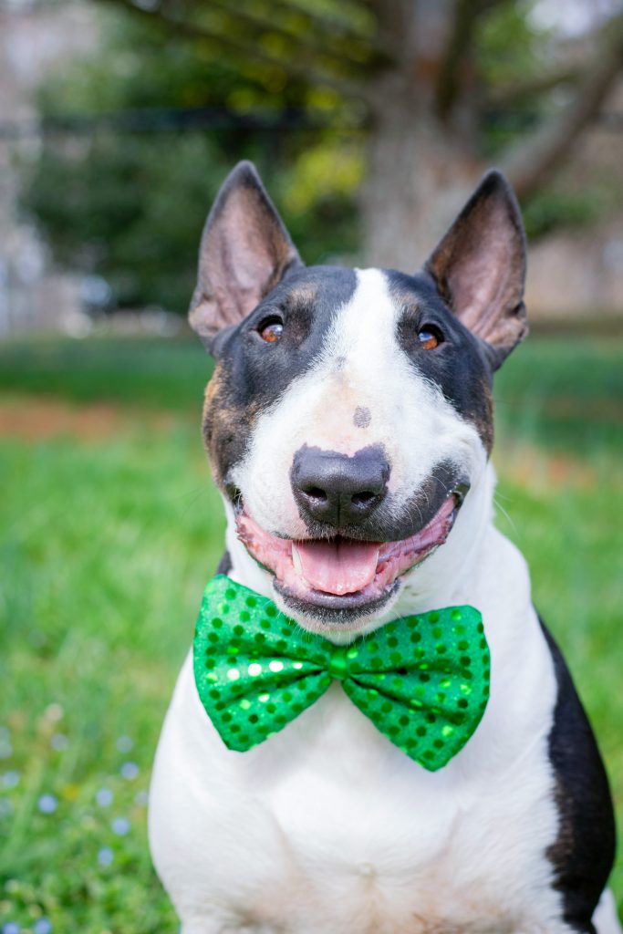 Bull Terrier