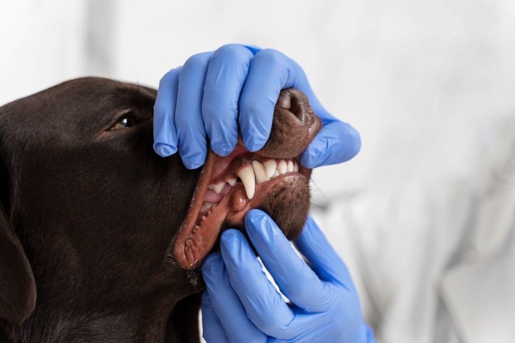 Hond tanden poetsen: waarom het belangrijk is en hoe je het aanpakt?