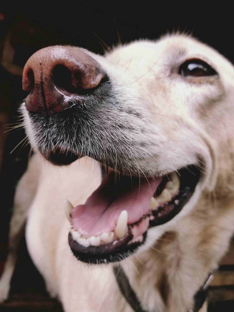 Hond eet zijn brokken niet? Zo helpen hondentoppers bij kieskeurige eters
